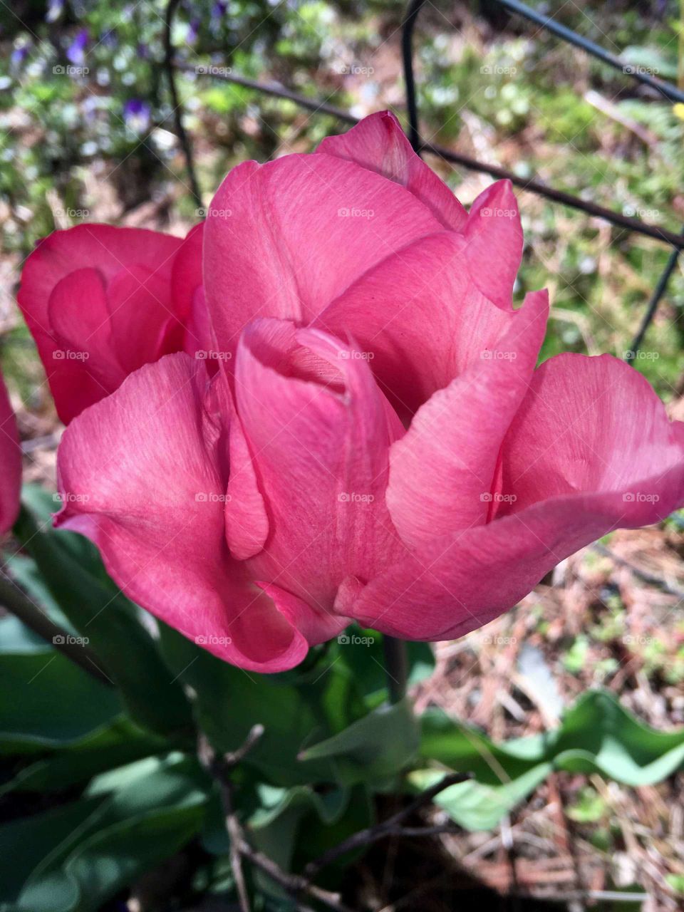 Closeup pink tulips in garden.