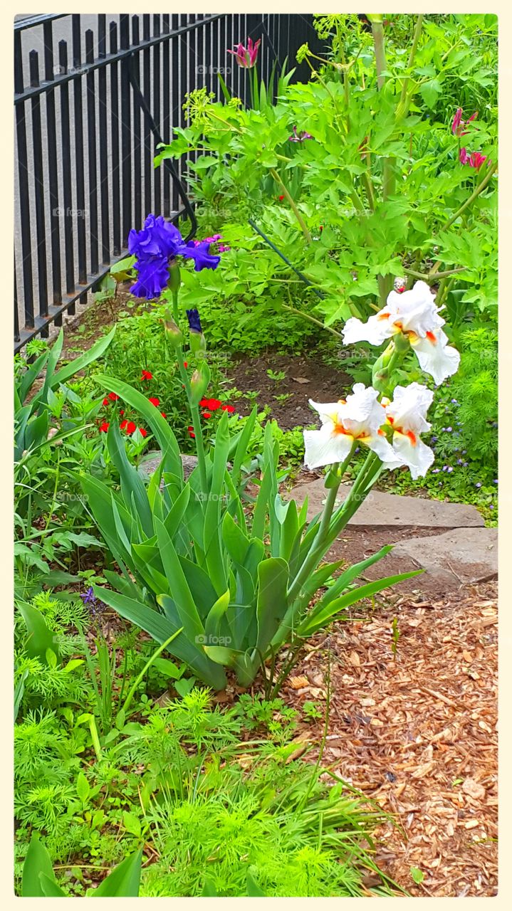 Fleur-De-Lis. irises flower