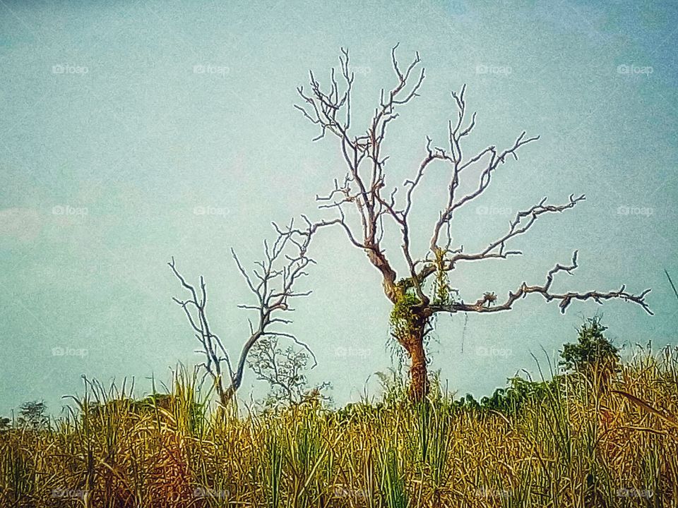 Dry, arid trees