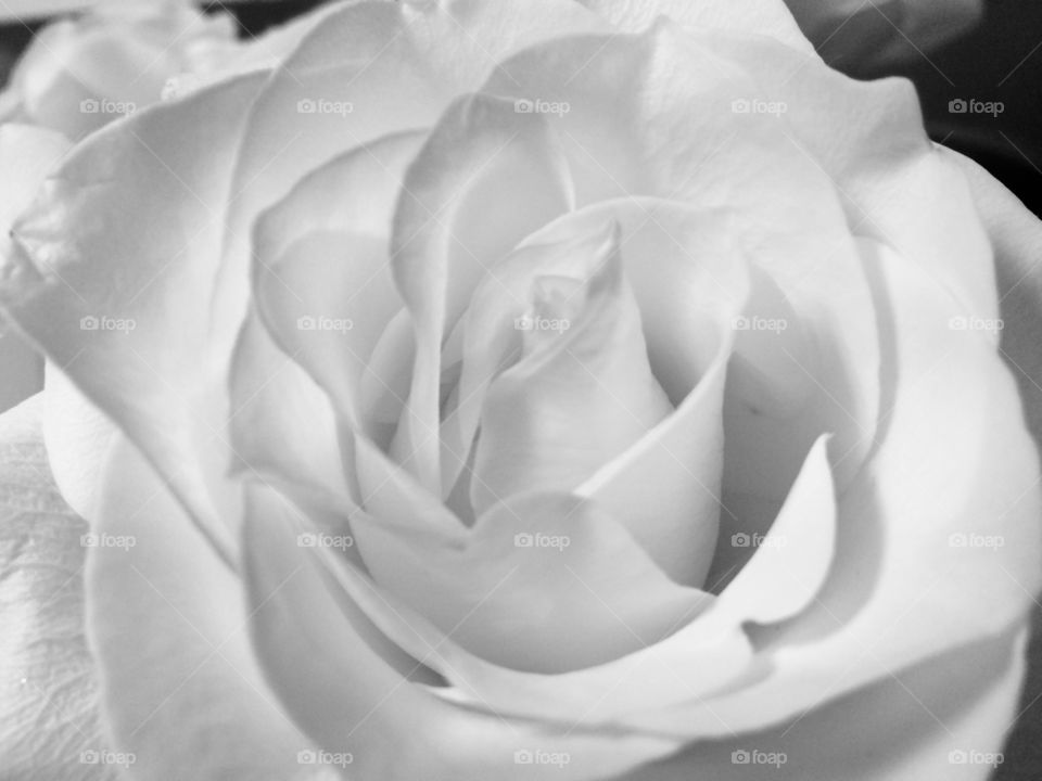 White Rose