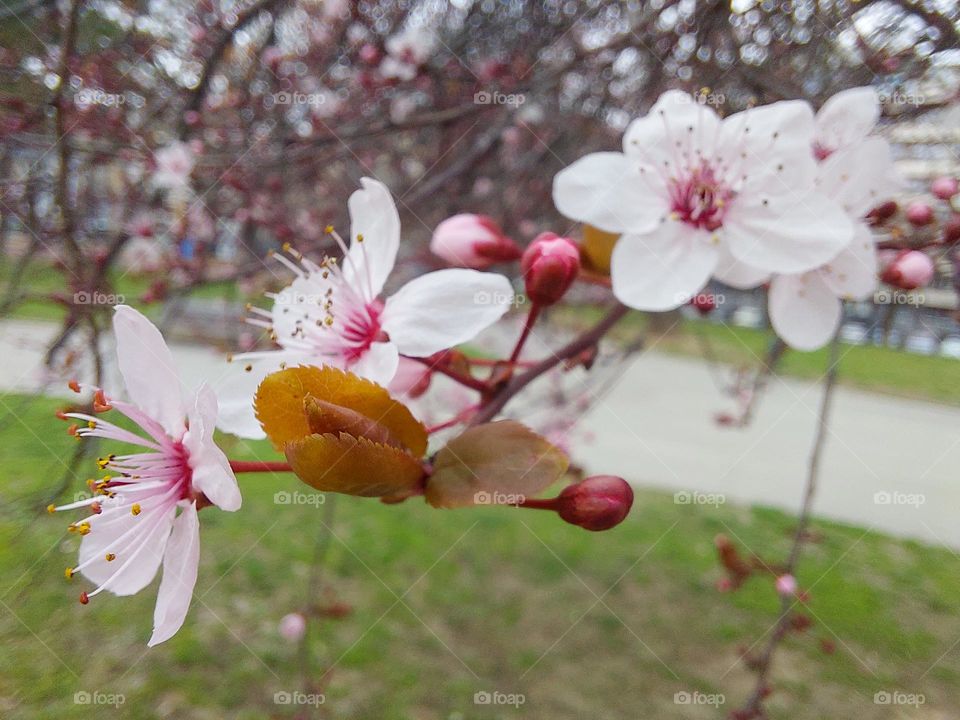 Red cherry bark tree blooming