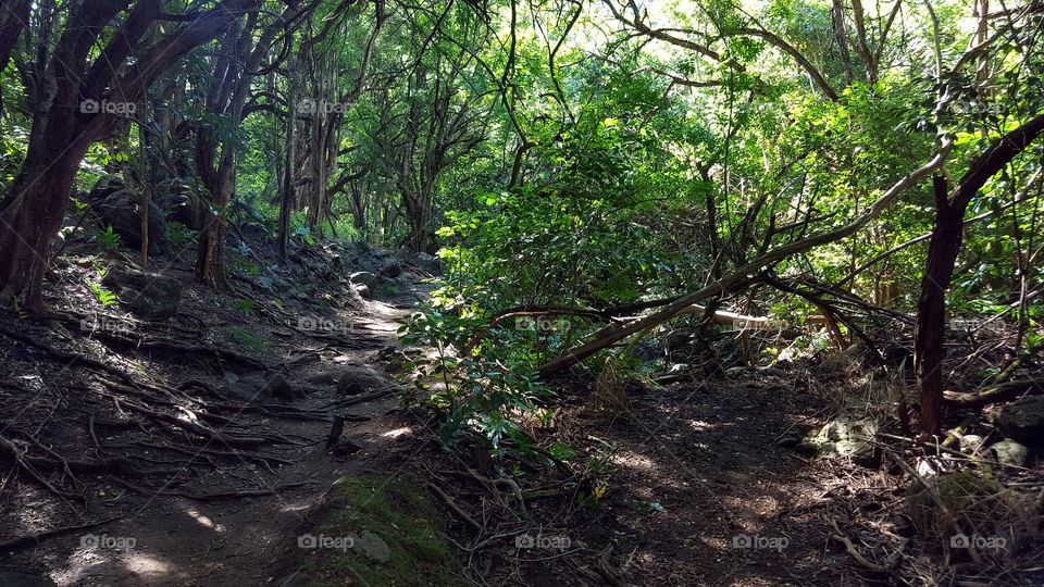 Forest Trail
