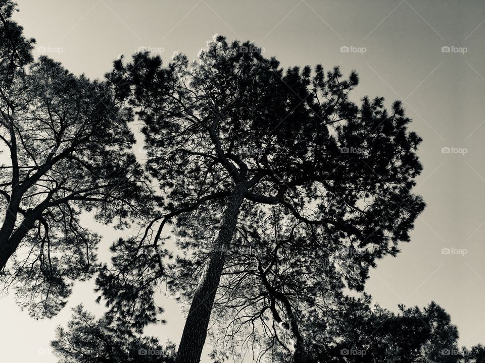 Monochrome image of tall trees.