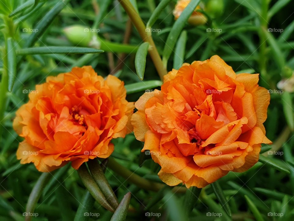 my beautiful Portulaca grandiflora