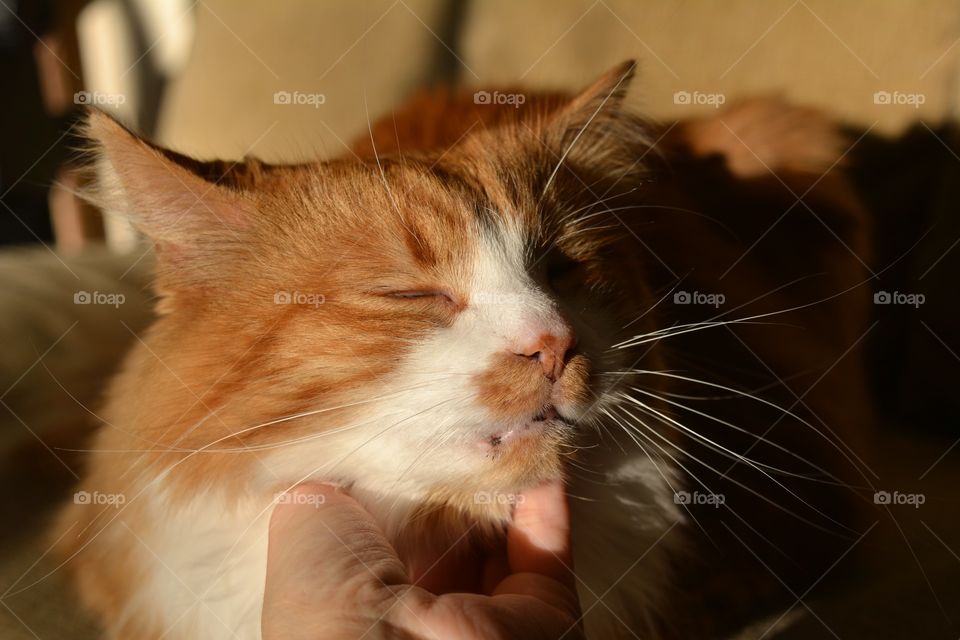 cat pet sleeping and relaxing in the sunlight and female hand cat lover