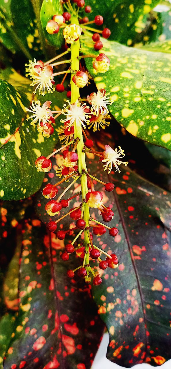 plants