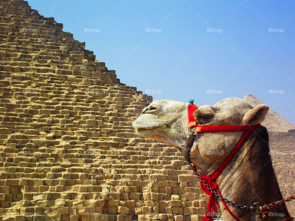 Camel y Queops