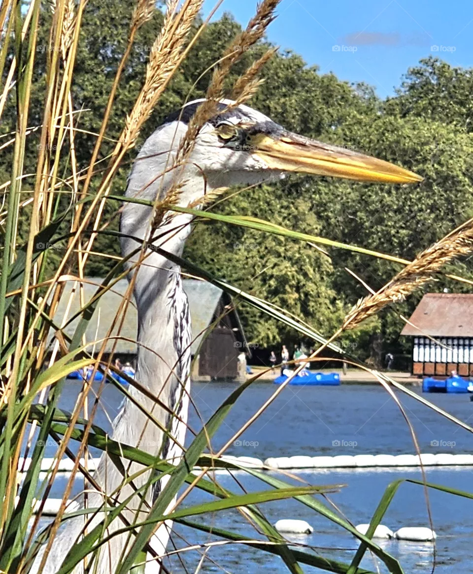 stork in London