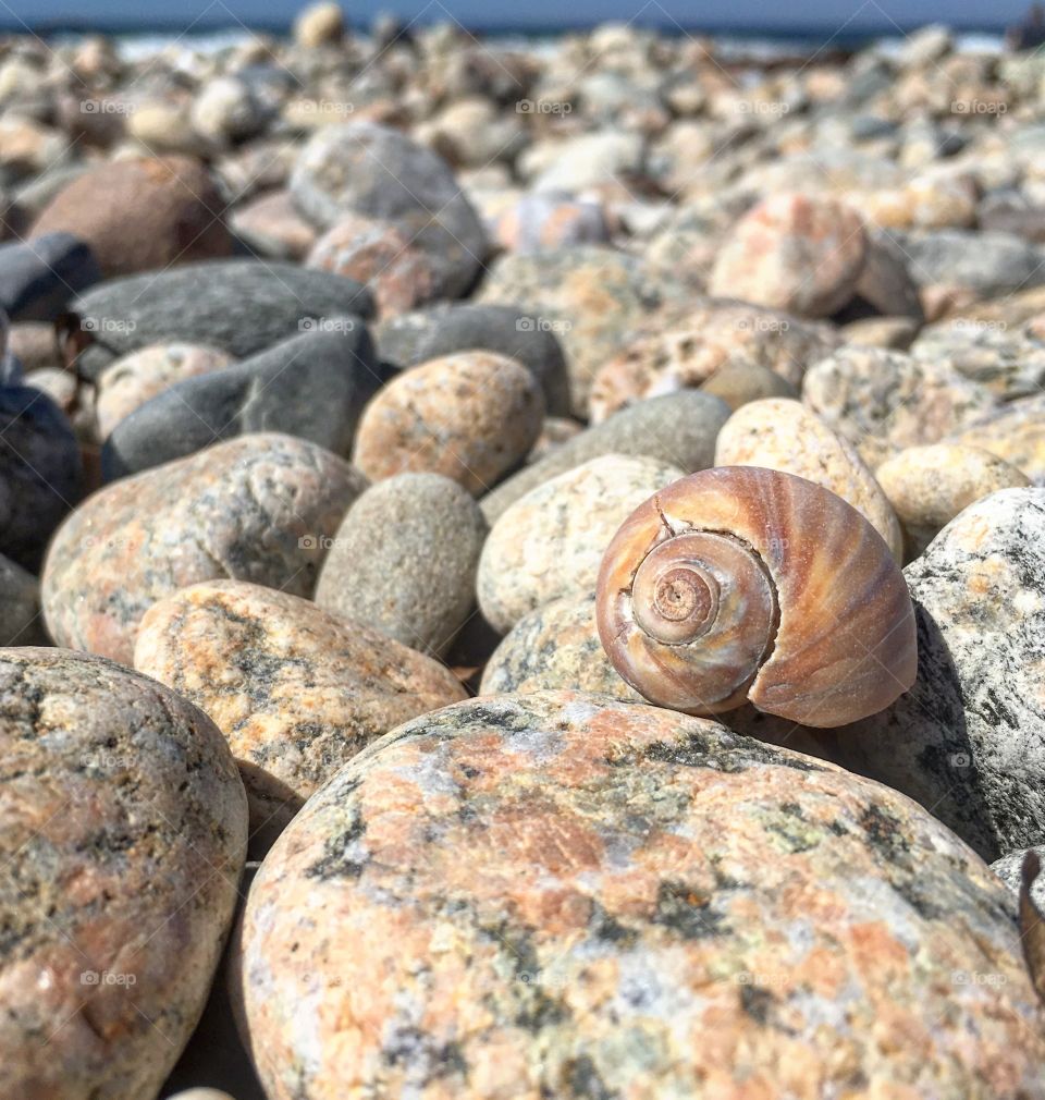 Shell on the rocky shoreline