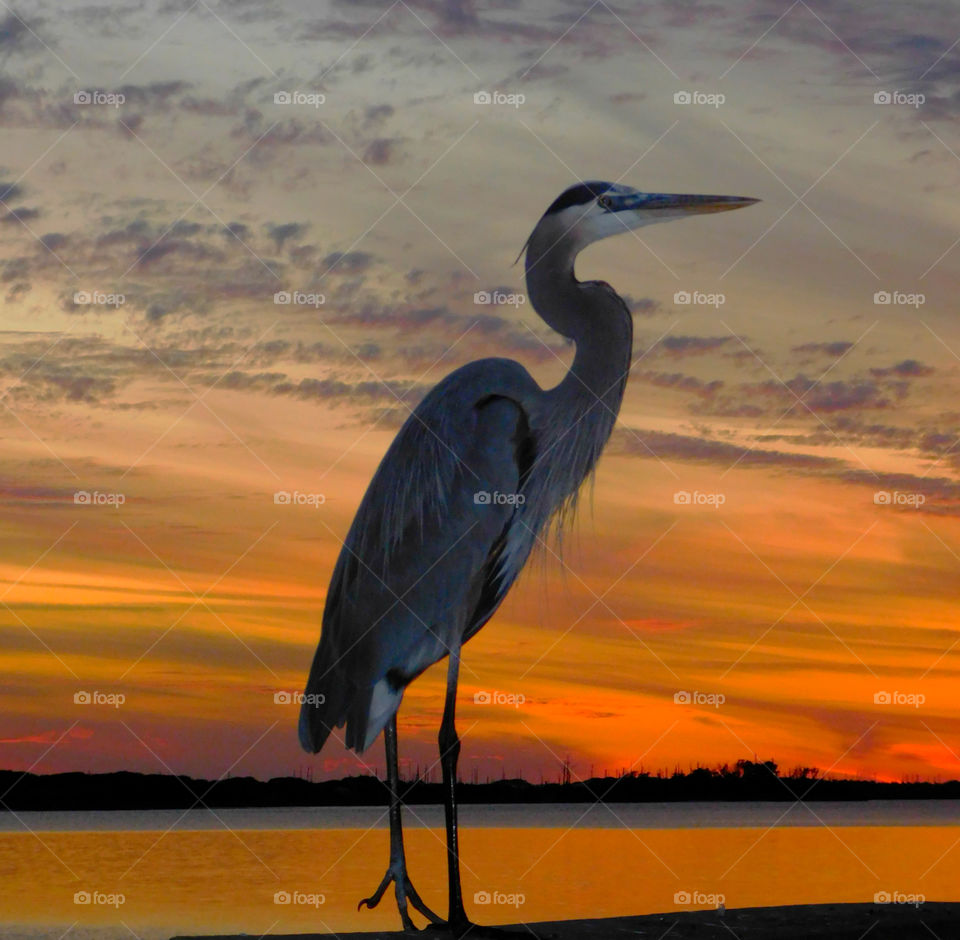 Close-up of gray heron