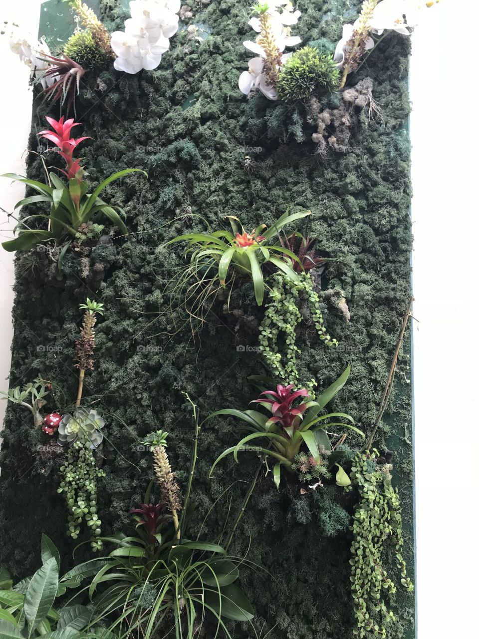 Plants on a wall