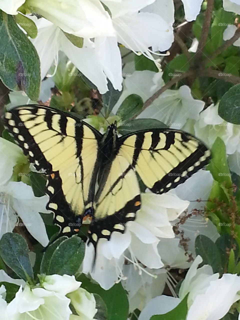 nice butterfly