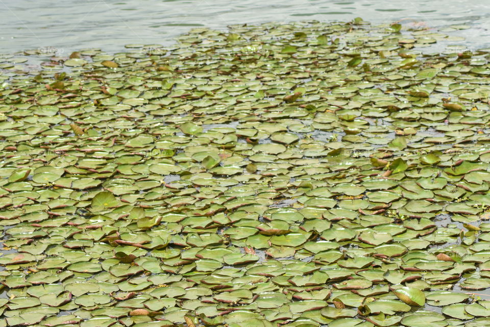 This is were waterlily grown 😜