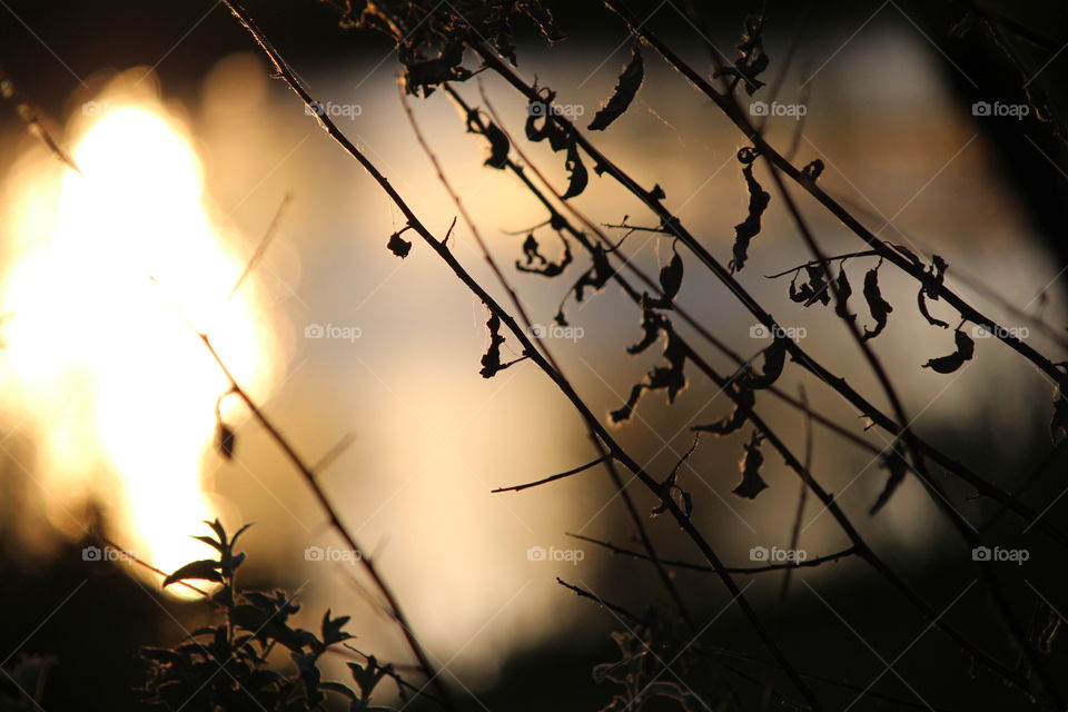 macro shot sunrise background