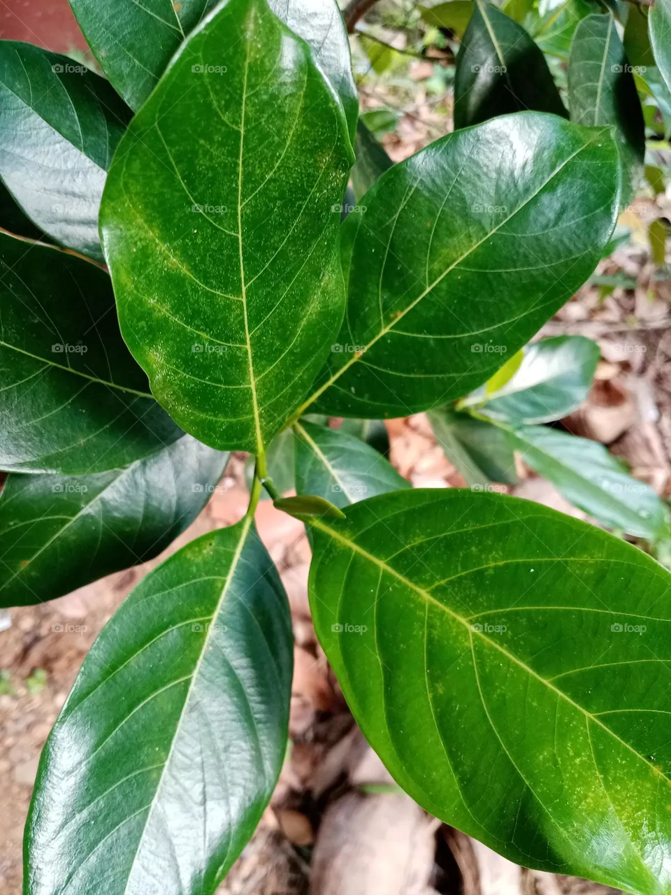 The green