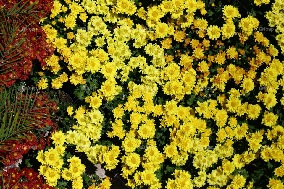 yellow flowers close up