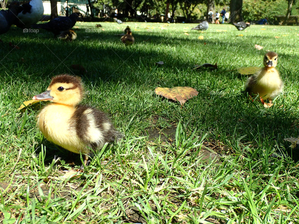 Duck on the grass in park