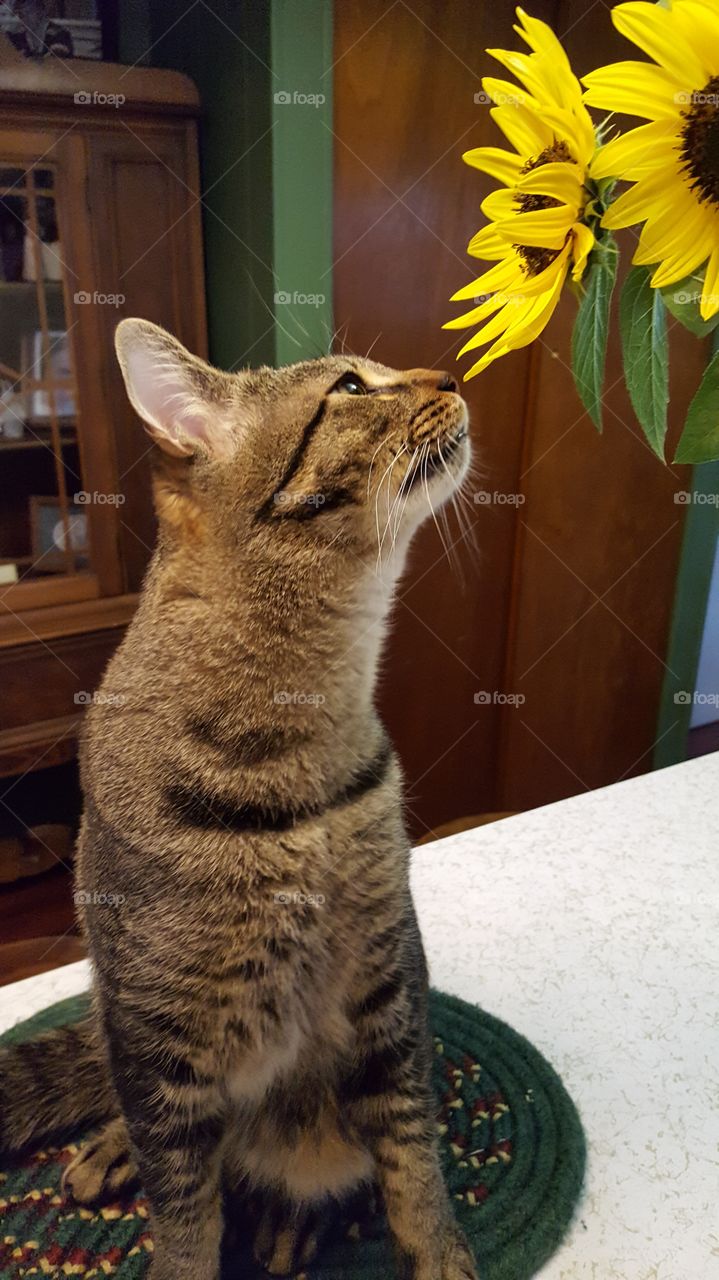 stop and smell the sunflower