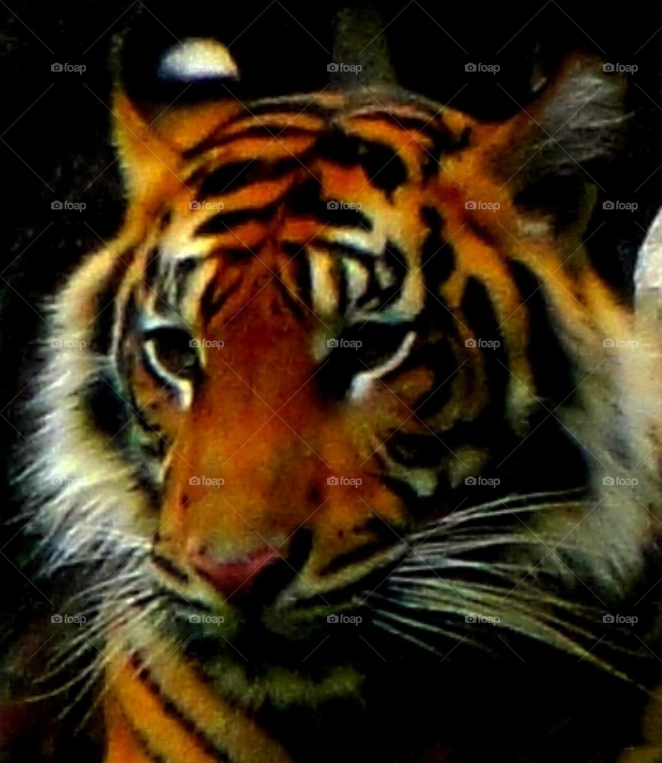 tiger