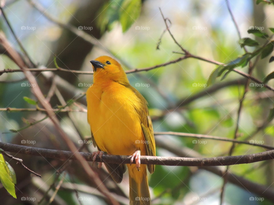 Yellow Bird. A bird I saw in Florida