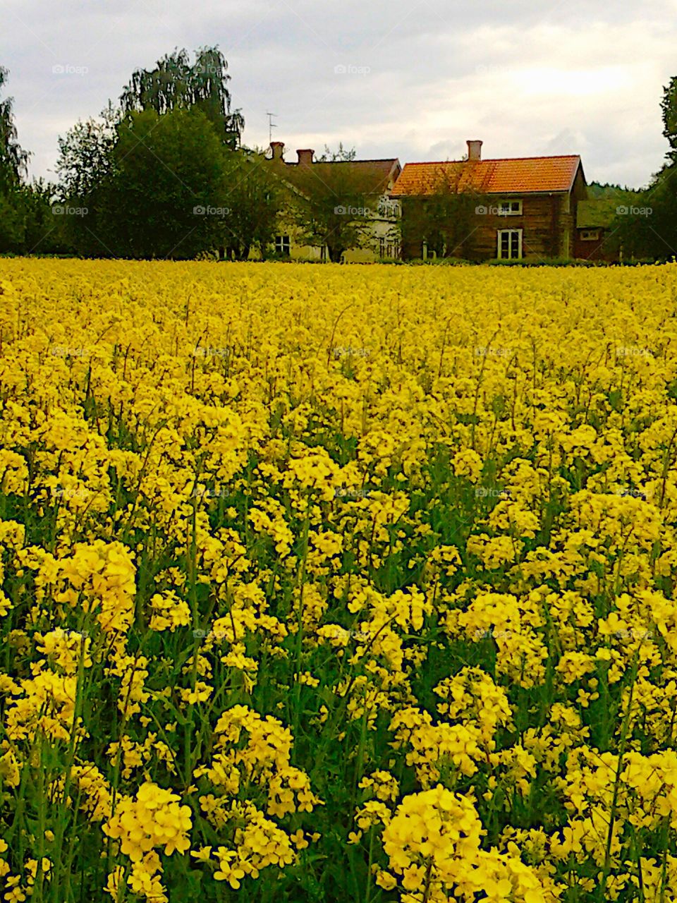 Yellow . Yellow field! 