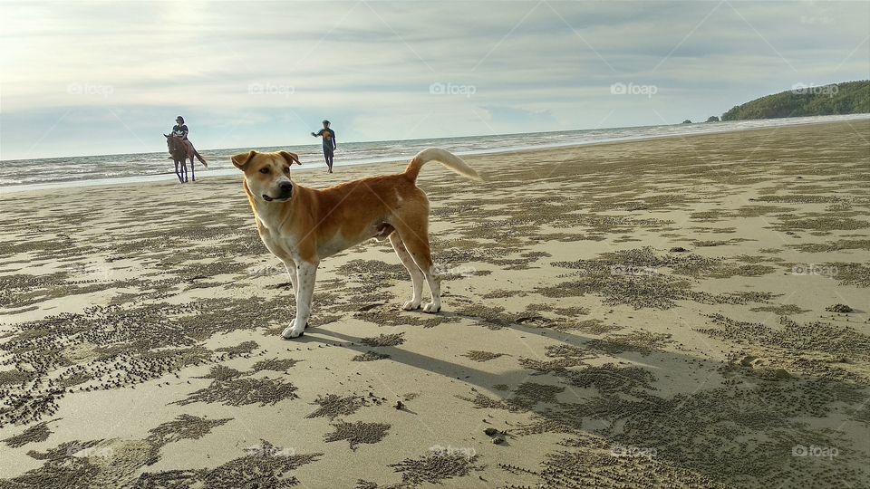 A dog walking around the beach. It stops and looks like discovered something there