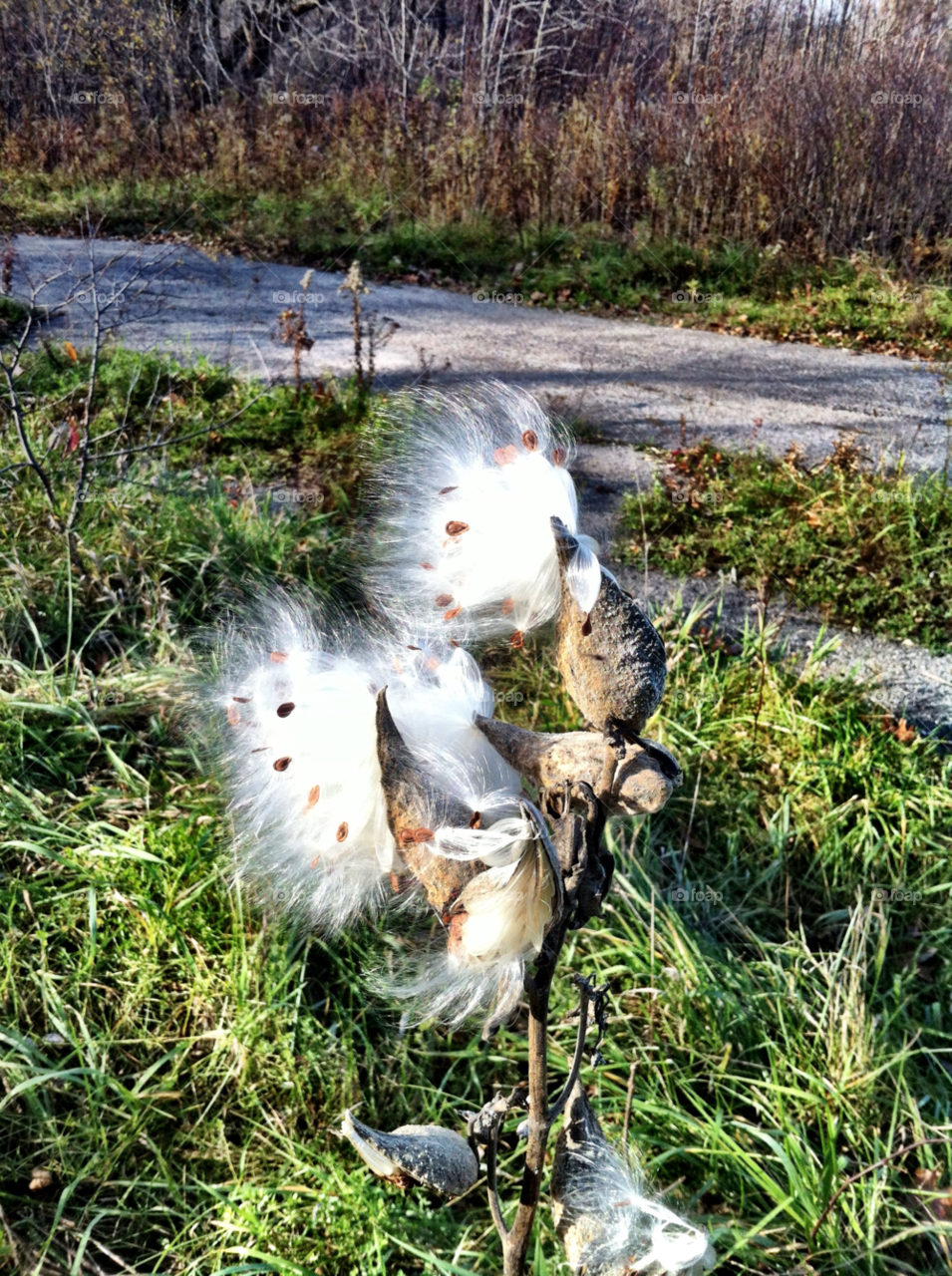 wind thistle racine wi by doug414