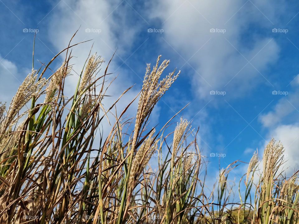 Grass and blue sky