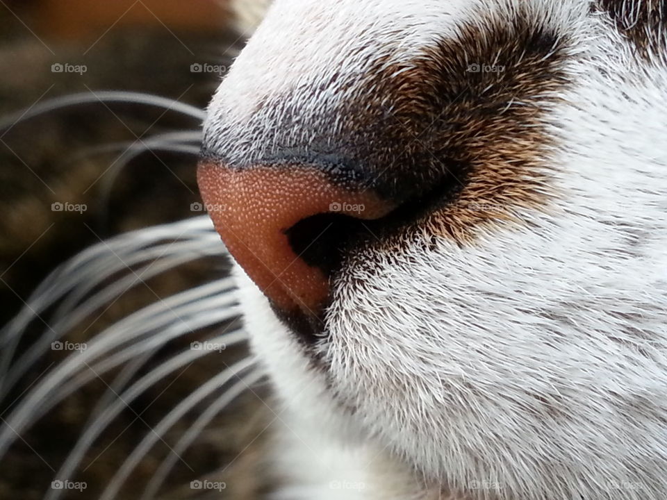 kitty nose