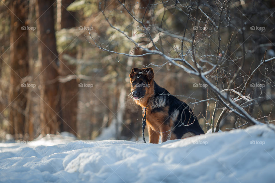 German shepherd dog walking in a winter park 