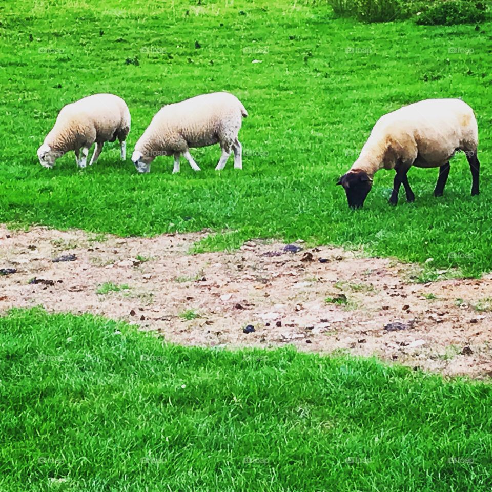 Sheep, Ireland