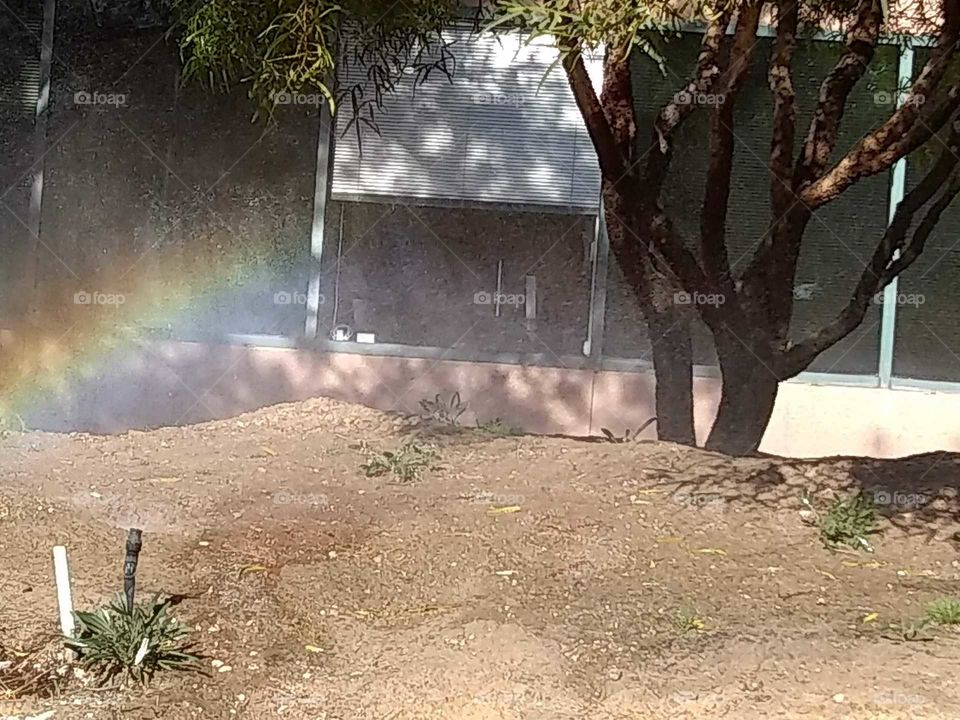 A rainbow low to the ground between trees