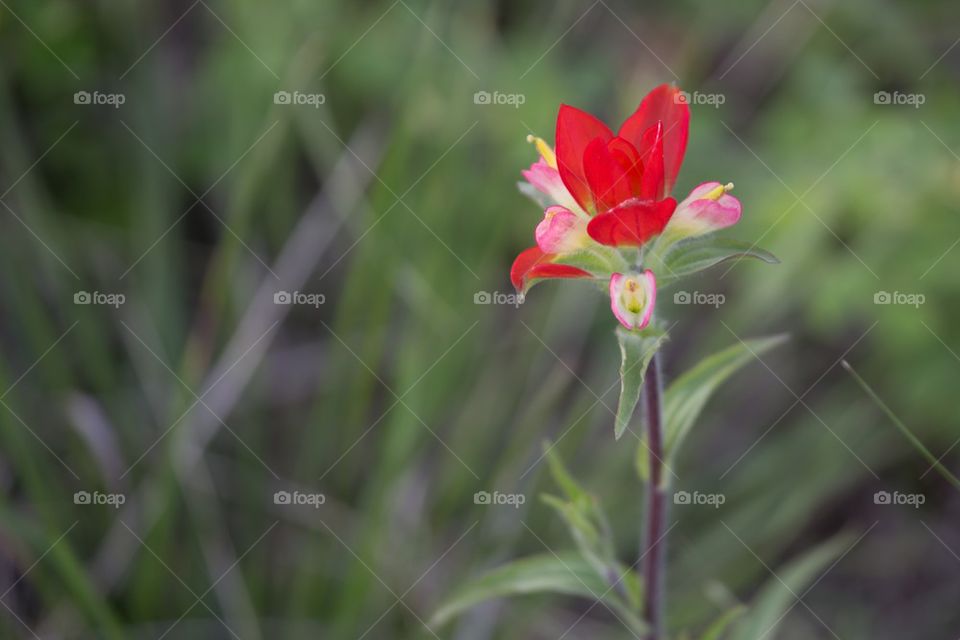 Indian paintbrush