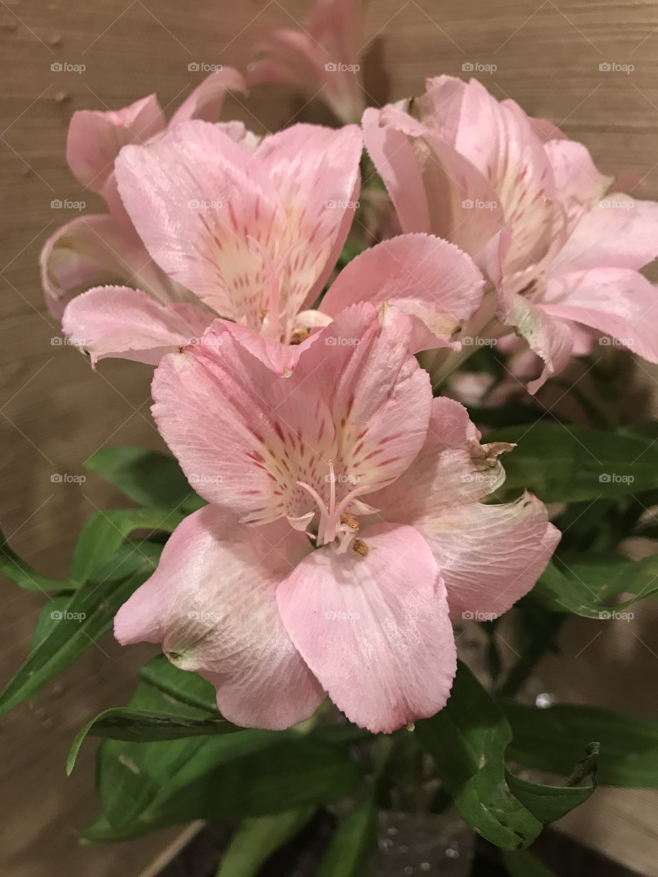 Light pink flower 
