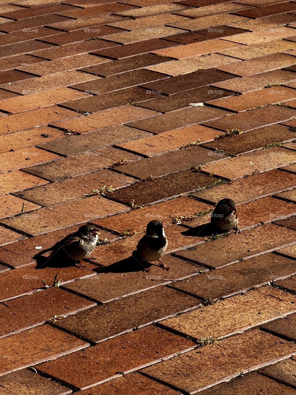 Pájaros 🦅