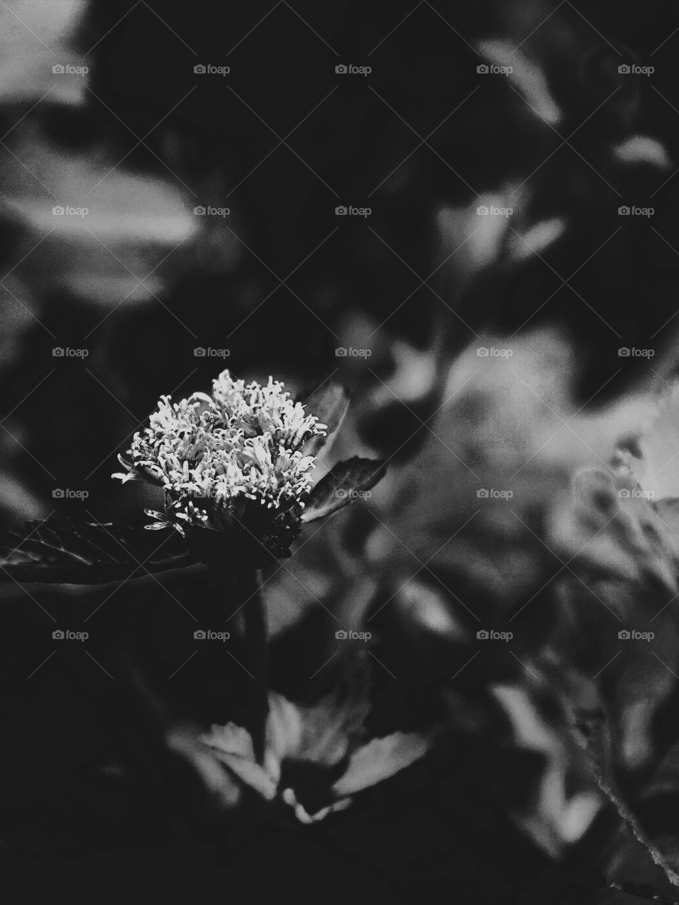 Flower in black and white