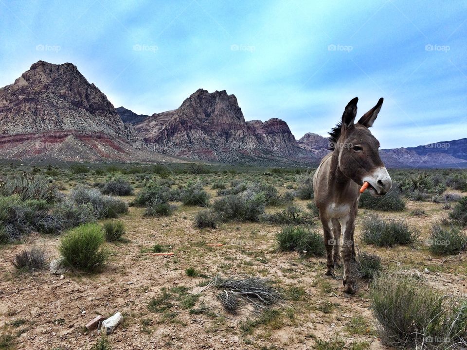Close-up of donkey in desert