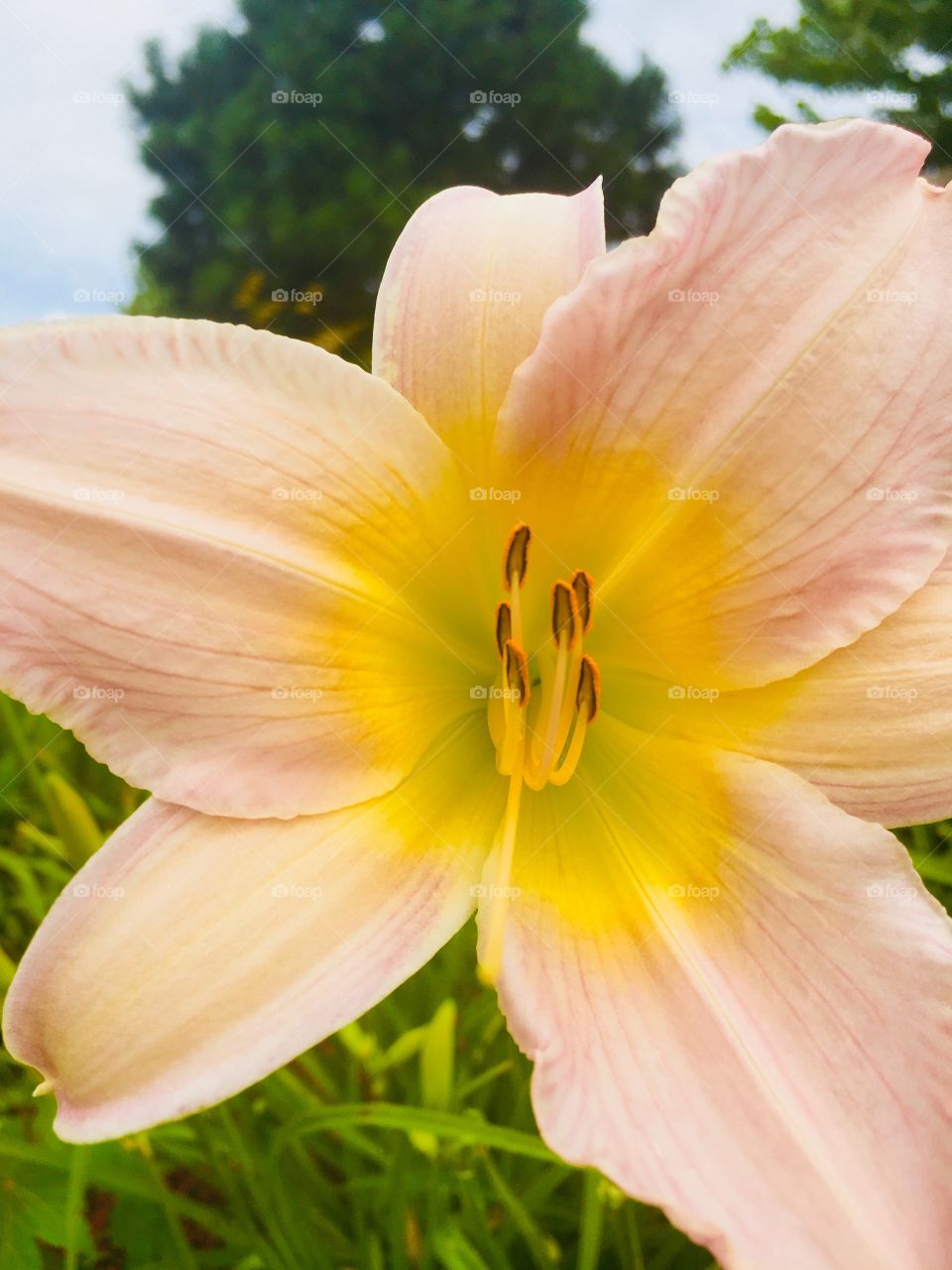 Pale pinky orange and yellow tiger lily