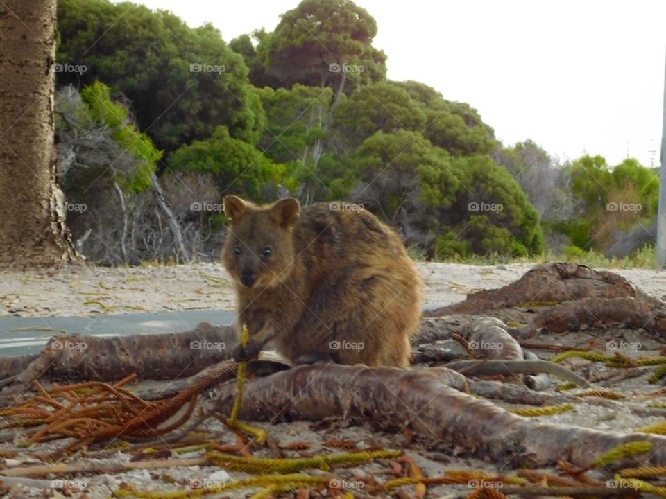 Quokka 