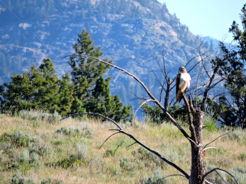 Bird in the wilderness 