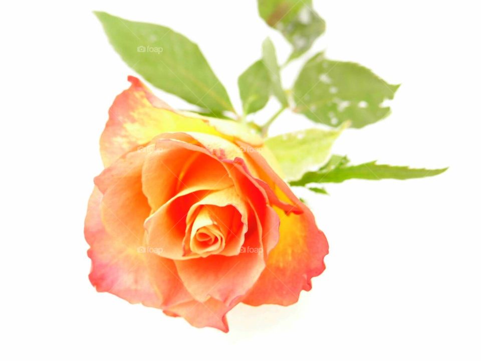 Rose flower on snow, happy Valentine's  day