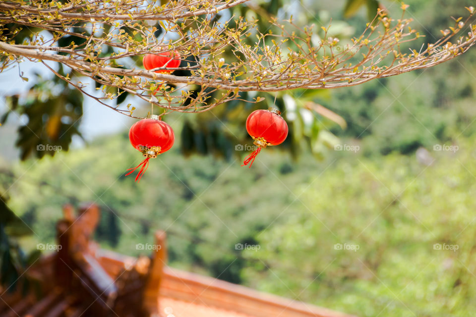 tree, leaf, lantern festival, Chinese, decoration, outdoor, green,red