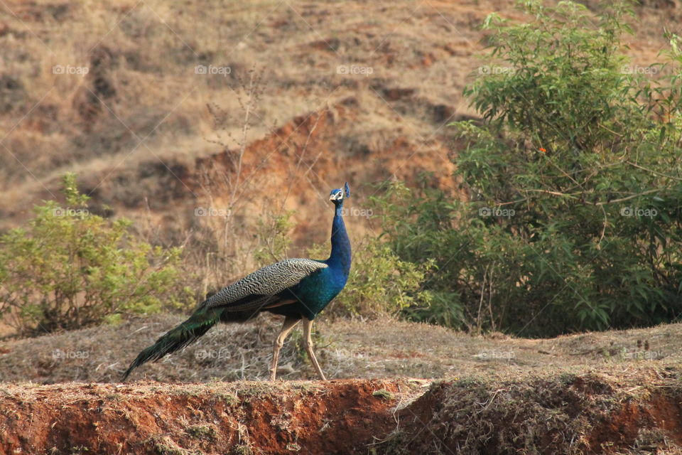 peacock
beauty of wild