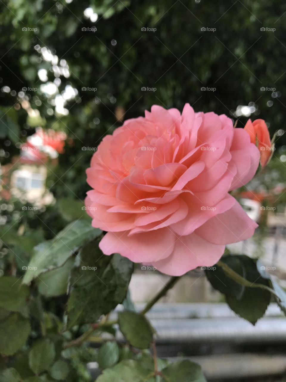 Close-up of pink rose flower. Plants, flora, nature