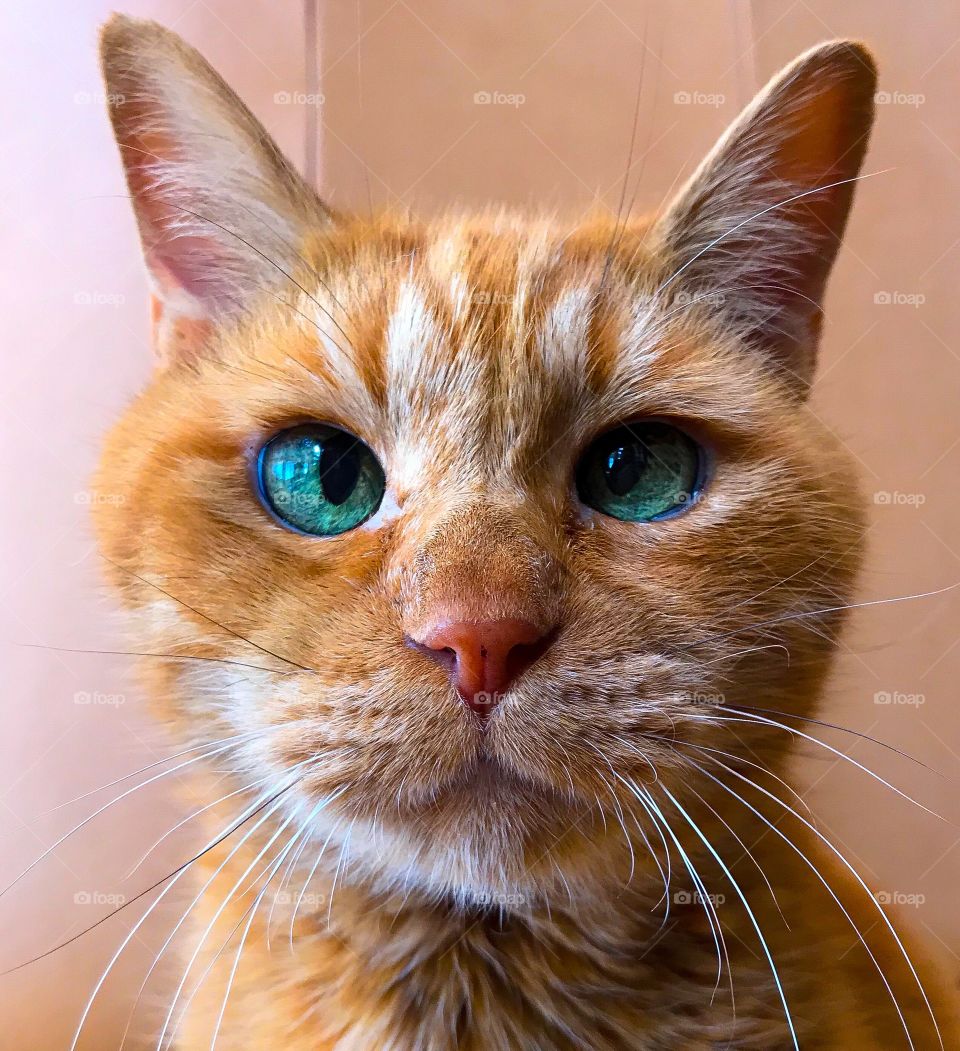 Up-close face of a cross eyed, ginger cat with green eyes 