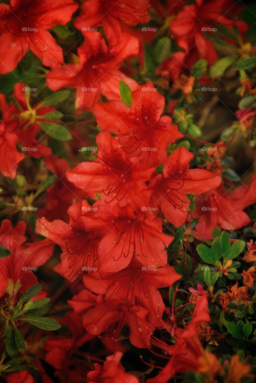 Red Azaleas