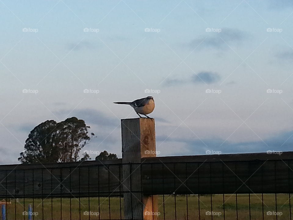 Bird on a Fence Post. This bird was watching us while we walked by. Didn't seem to mind our dogs. Got closeup for the photo Santa Rosa, Ca.