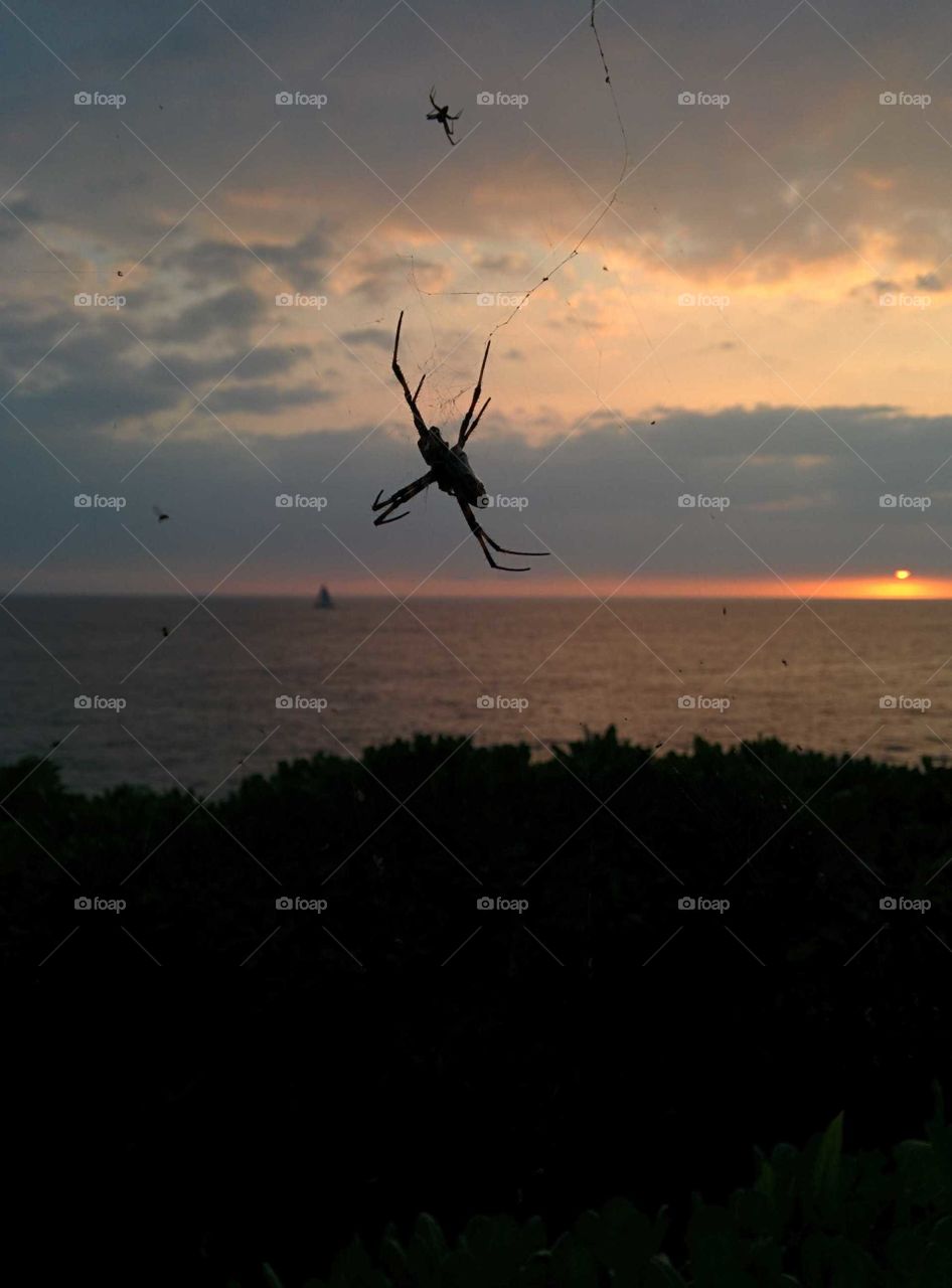 Spiders at Sunset