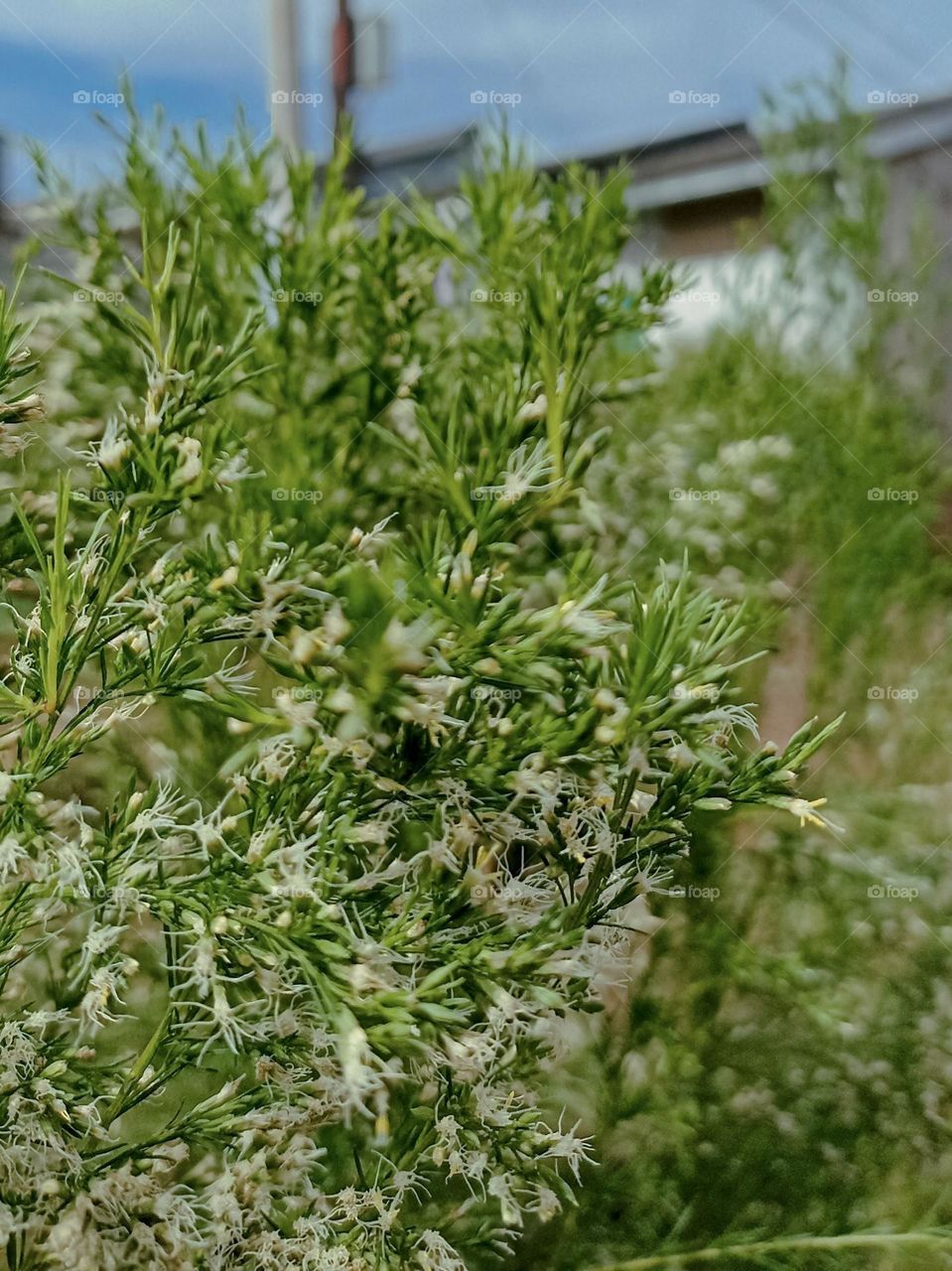 Close-up view of lush green plants against the backdrop of buildings and blue sky