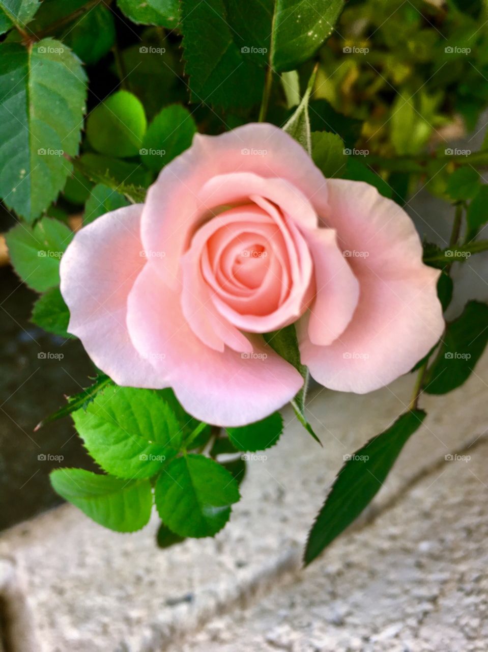 Fim de #cooper - suado, cansado e feliz, curtindo a beleza das #flores.
🏁
#corrida
#running
#flowers
#CorujãoDaMadrugada
#alvorada
#flor